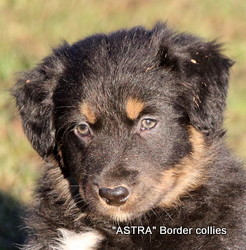 Black Tricolour, Female, Medium to Rough coated, Border collie puppy